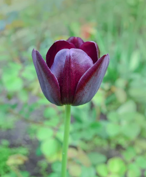 Bud Violeta Tulipa Tulipa Roxa Brilhante Tulipa Violeta Escura Perto — Fotografia de Stock