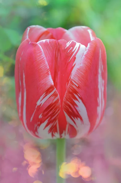 Zweifarbige Rot Weiße Tulpe Weiß Mit Roten Streifen Auf Blütenblatt — Stockfoto