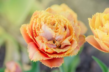 Şehvetli Dokunuş lalesi. Fırfırlı lale çiçeği şehvetli dokunuş. Parlak laleler 