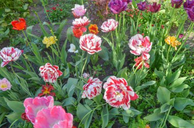 Kırmızı çizgili çift beyaz lale. Güzel lale karnavalı. 