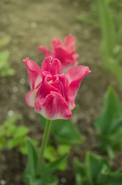 Pink crown tulip. Crown shaped pink tulip. Pink tulips in the park. Blooming spring flowers