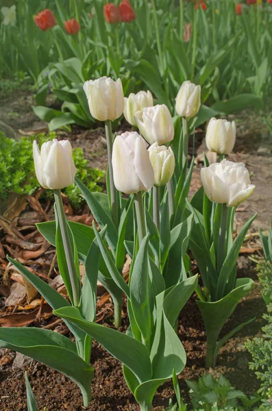 Amazing white tulips blooming. Pure white  tulips in garden