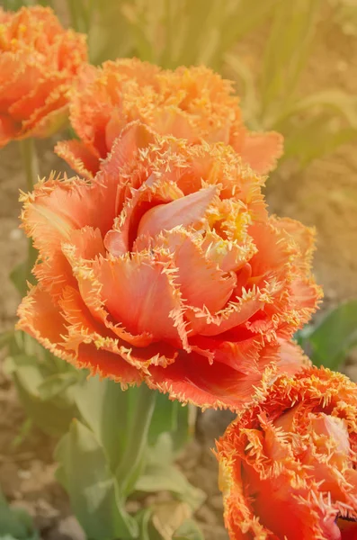 Tulips called Sensual Touch. Fringed peony tulip Sensual Touch