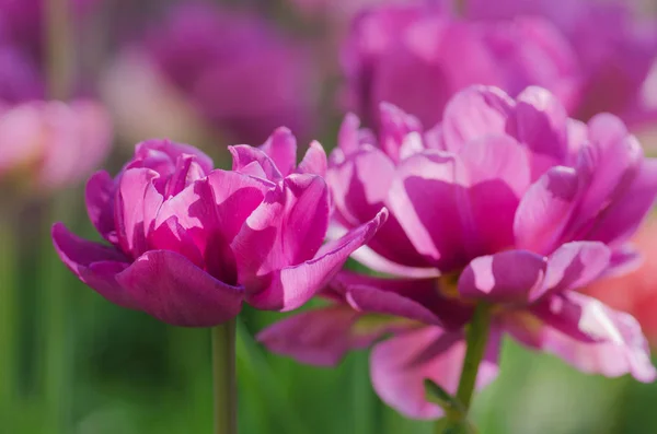 Violeta Lilás Tulipa Perto Púrpura Dupla Peônia Florido Tulipa — Fotografia de Stock