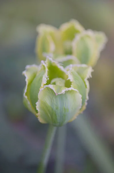 Tulip Green Jay Green Leaves Growing Garden Батон Тюльпана Зеленом — стоковое фото