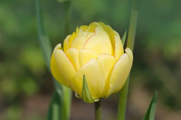 Παιώνια Άνθισε Κίτρινη Τουλίπα Tulip Double Beauty Του Apeldoorn Φωτεινές — Φωτογραφία Αρχείου