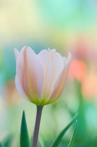 Tulipa Rosa Com Uma Faixa Branca Borda — Fotografia de Stock