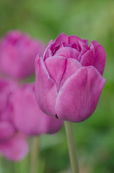 Lilac flower tulip in spring. Beautiful purple tulip blooming background