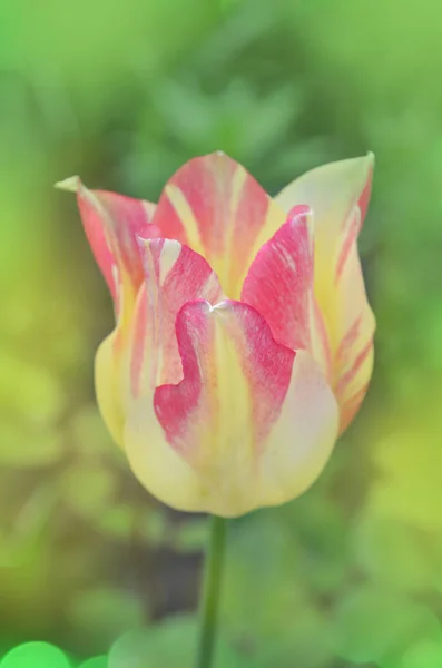 Belle Nature Printanière Belle Fleur Tulipe Marjolettii Croissant — Photo