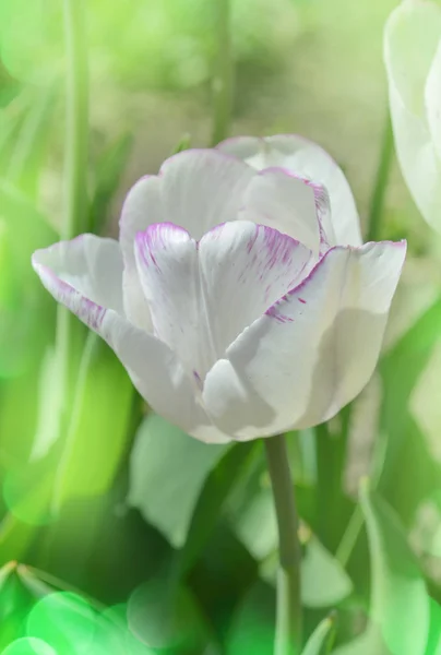 Tulip Calgary blossom. Beautiful white tulip flower with green leaf in garden. — Stock Image Tulip Calgary Blossom Beautiful White Tulip Flower Green Leaf Garden Stock Photo