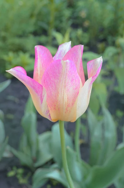 Bela Natureza Primavera Bela Flor Tulipa Marjolettii Crescente — Fotografia de Stock