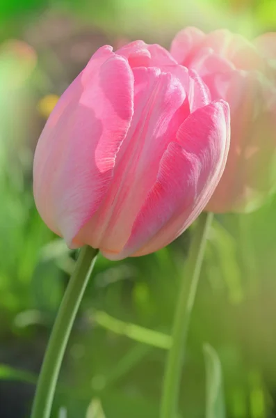 Papagaio Tulipa Rosa Papagaio Tulipa Perto — Fotografia de Stock