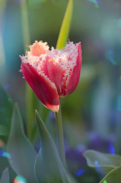 Růžovo Bílé Tulipán Queensland Queensland Tulipán Záhonu Třásněmi Tulipán Queensland — Stock fotografie