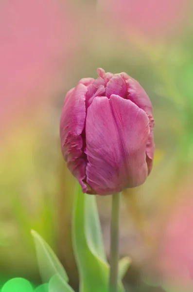 Tulipe Violette Fleurs Referme Fleur Tulipe Pourpre — Photo