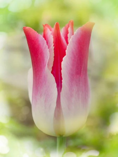 Красивые Красочные Тюльпаны Мечта Тюльпанов Растущих Весеннем Саду Тюльпаны Розовой — стоковое фото