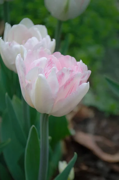 Double pink peony tulip in garden. Beautiful double pink tulip  Mariage.  Pink peony flowered double tulip  Mariage.