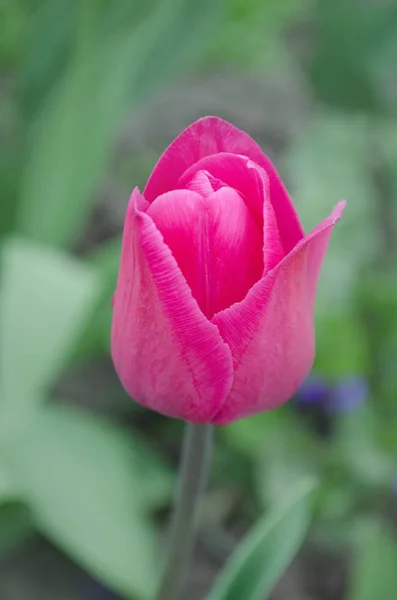 Tulipe Rose Dans Jardin Des Tulipes Roses Fraîches Printemps Fond — Photo