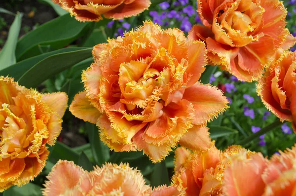 Tulips called Sensual Touch. Fringed peony tulip Sensual Touch