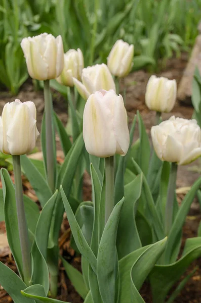 Pure white  tulips in garden. White tulips flower in garden background