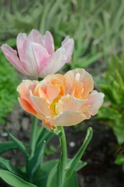 Tulipes Orange Plante Dans Jardin Tulipes Orange Ace Pink Floraison — Photo
