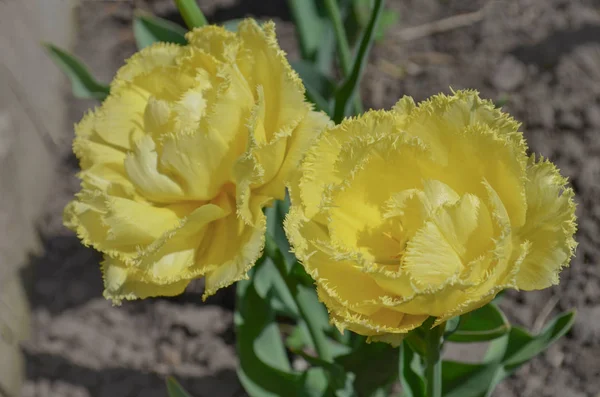 Terry Yellow Tulips Beautiful Yellow Tulip Green Background — Stock Photo, Image