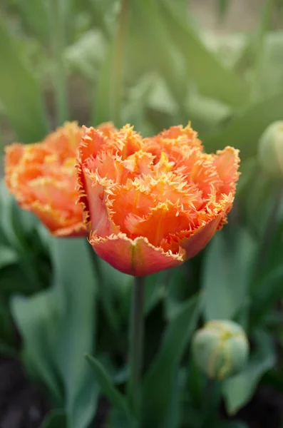 Sensual Touch tulip. Orange double petal tulip