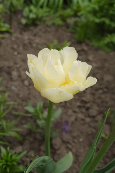 Pure white  tulip Mount Tacoma in garden. White tulips flower in garden background