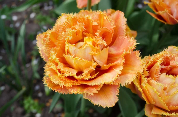 Sensual Touch tulip. Orange double petal tulip