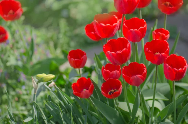 Rote Tulpen Vor Gartenhintergrund Rote Bunte Tulpe — Stockfoto