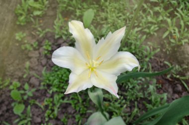 Lale yaprakları uzun kemerler uzatmak. Lily çiçekli Lale