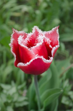  Pembe Lale çan şarkı beyaz kenarları saçaklı. Çan şarkı Lale 