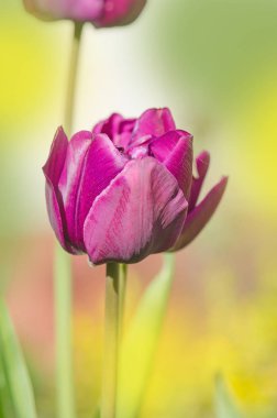 Bahar güzel mor lale alan. Mor Şakayık Bahçe. Bahar Lale çiçek açan mor 