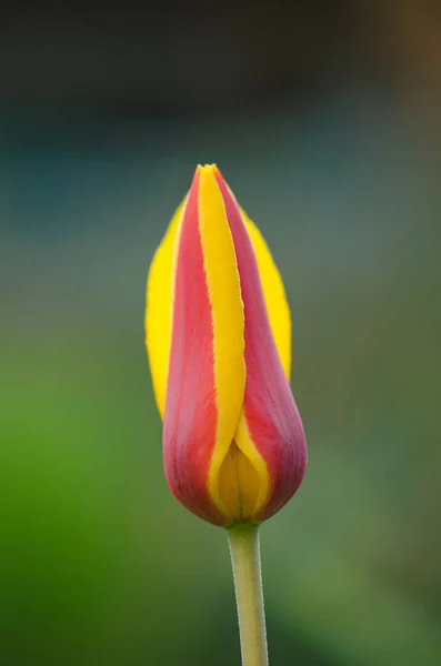 Jardim Primavera Com Tulipas Listradas Stresa Bela Natureza Primavera — Fotografia de Stock