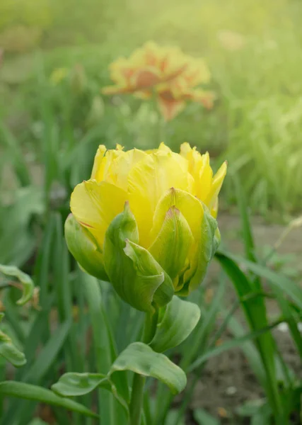 Colorful tulips Peony Gold  in the flower garden