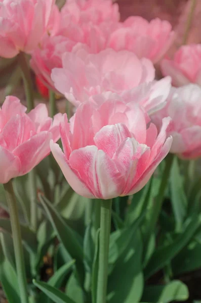 Dobbelt Lyserød Pæon Tulipan Haven Pink Usædvanlig Blomstring Dobbelt Tulipan - Stock-foto