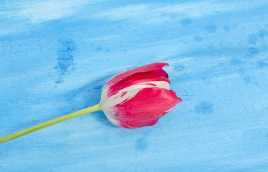 Petal lale kırmızı çizgili beyaz. Bahçedeki kırmızı çizgili beyaz lale