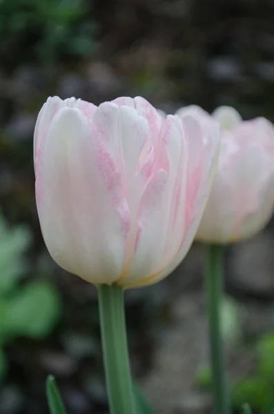 Двойной Розовый Тюльпан Саду Прекрасный Розовый Тюльпан Розовый Пион Цветет — стоковое фото