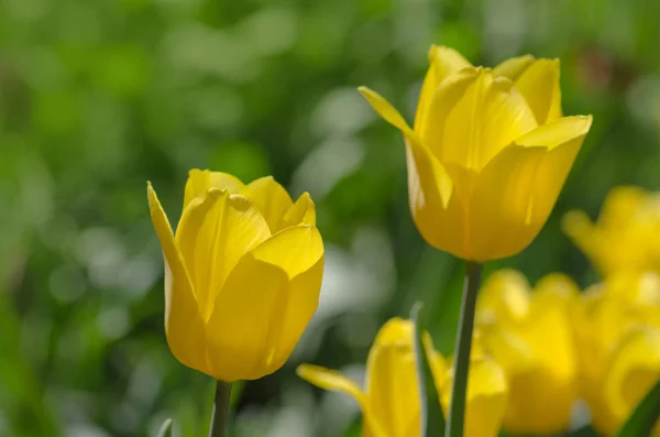 Tulipano Giallo Bellezza Della Sfilata Bellissimi Tulipani Gialli Bei Tulipani — Foto Stock