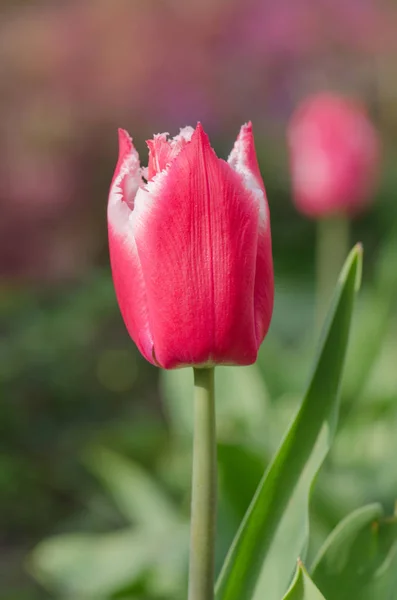 Rosa Bela Tulipa Primavera Papagaio Tricolorido Tulipas Papagaio Chiques — Fotografia de Stock