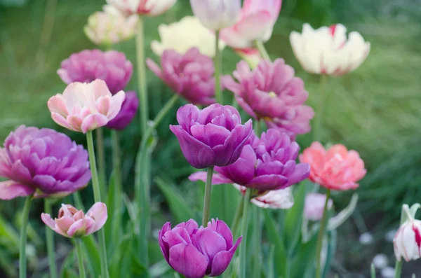 Flor Tulipán Púrpura Campo Con Tulipanes Morados — Foto de Stock