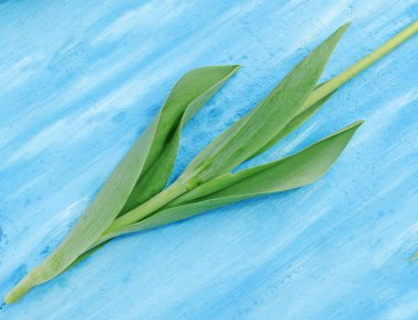 Yeşil lale yeşillik arka plan. Bir lale yaprak. Lale yaprakları kapatın. Lale ahşap bir masaya bırakır. Yeşillik lale yaprak 