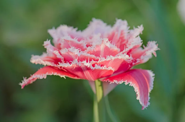 Tulipano Del Queensland Sull Aiuola Bellissimo Tulipano Frangiato Spugna Queensland — Foto Stock