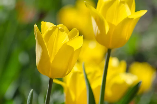 Tulipano Giallo Presente Bellissimi Tulipani Gialli Bellissimi Tulipani Nel Campo — Foto Stock