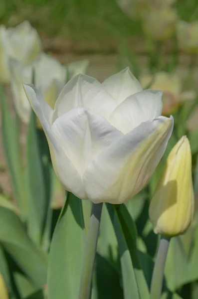 Amazing White Tulips Blooming Pure White Tulips Garden — Stock Photo, Image