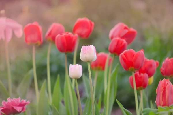 Landscape with  tulip field. Multicolored tulip field. Tulip field in spring. Mix color tulip flower. Tulip flower in the garden