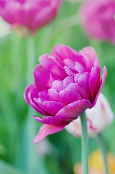 Violet Lilac Tulip Close Purple Double Peony Flowered Tulip — Stock Photo, Image