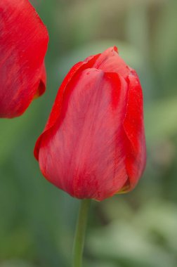 Kırmızı lale çiçeği arka planı. Bahçedeki kırmızı lale. Güzel kırmızı laleler tarlası