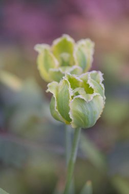 Bahçede büyüyen yeşil yaprakları ile lale yeşil yeşil Jay. Lale bud yeşil zemin üzerine
