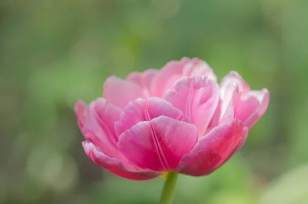 Double pink peony tulip Double Shirley in garden. Pink peony flowered double tulip.