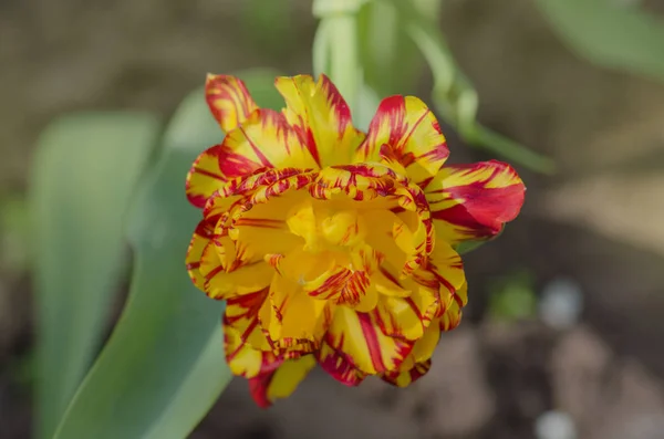 Bright Stripes Petal Spring Garden Striped Tulips Golden — Stock Photo, Image